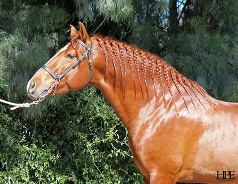 how to braid horse mane: the art of storytelling through metaphor